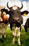 Cattle on a Livestock