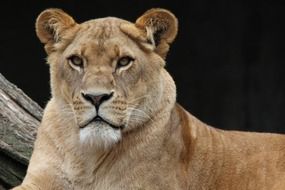 portrait of a majestic lioness