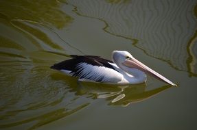 Pelican swimming bird
