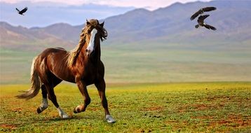 horse mountain landscape