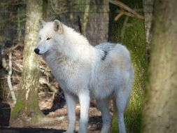 white forest dweller wolf