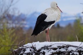 White stork standing on the snow in the winter