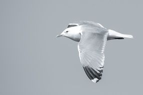 Black and white seagull