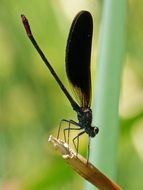 filigree black dragonfly