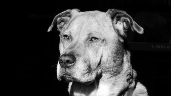 Black and white photo of boxer dog