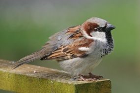 sparrow sperling bird songbird portrait