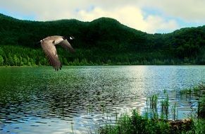 duck flies over a lake in the mountains