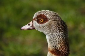 Grey Goose Bird