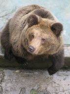 Bear Animal Zoo Nature Cute