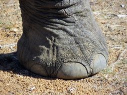 big foot of a wild elephant in africa