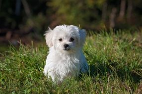young fluffy white dog