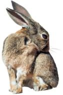 Cute Hare at white background