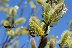 bees on blooming willow close up