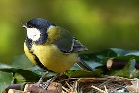 tit in the nest