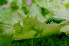 green Caterpillar Insect closeup