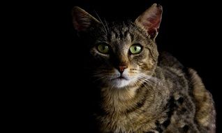 brown cat in the dark