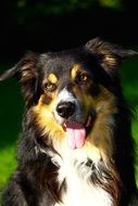 Border Collie
