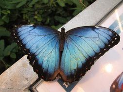 blue butterfly on a billboard