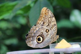 butterfly morphosfalter is sitting on a piece of apple