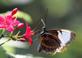 macro view of wild butterfly on the flowering bush in summer