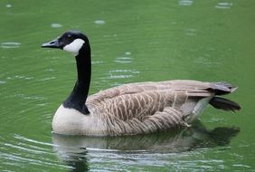 Canada Goose on a green lake
