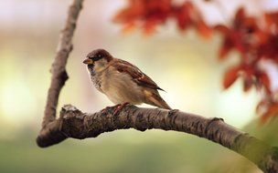 Sparrow on branch