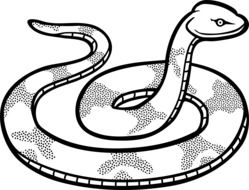 Reptiles Snake drawing
