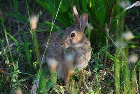 cute bunny is sitting in a bush