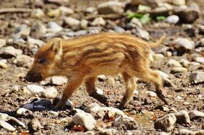 wild piglet walking aside