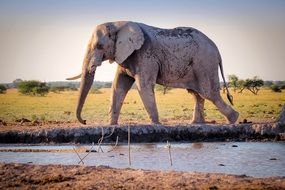 elephant in the wild africa