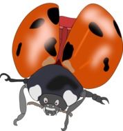cartoon ladybug as an illustration