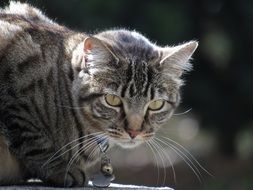 portrait of mackerel Cat Waiting outdoor