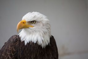 strong Bird of Prey, eagle