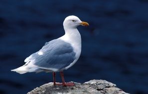 Glaucous Gull Bird