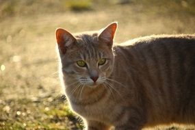 cat on a sunny day