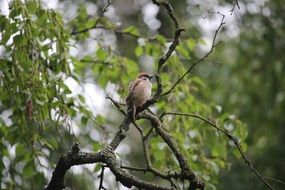 Sparrow sitting on dry branch