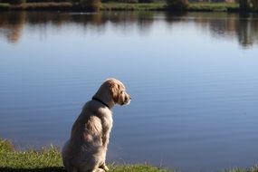 Dog Golden Retriever by the lake