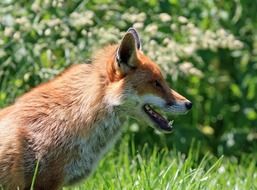 Red Fox