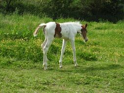 white foal with spots on a green meadow