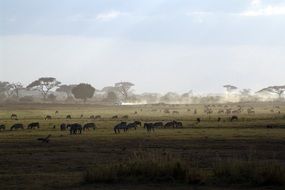 many animals in a national park in kenya