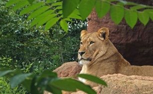 Female Lion in zoo