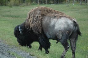 big wild bison in the reserve
