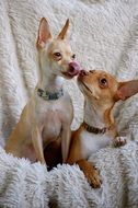 two small cute domestic dogs