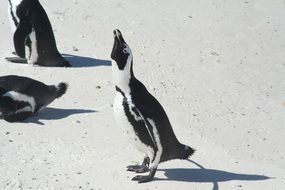 Penguins Africa