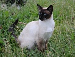 Siamese cat in green grass