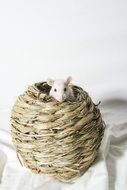 photo of mouse in a basket