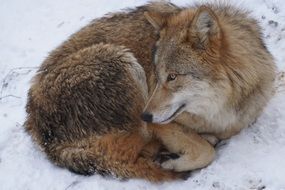 predator Mongolian Wolf