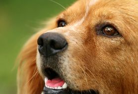 close up of a dog head with a devoted look