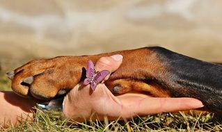 human hand and dog paw