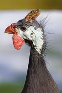 Guinea Fowl Portrait